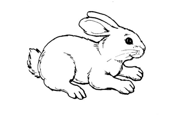 Free coloring pages animals pdf