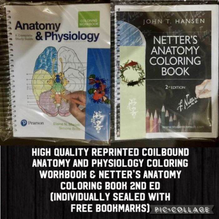 Netter's anatomy coloring book