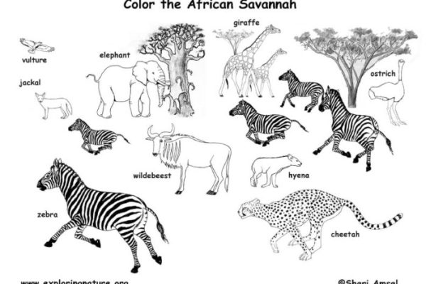 Coloring pages of the savannah animals