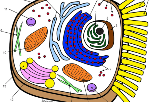 Biologycorner.com animal cell coloring answers